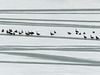 Canada Geese on ice at Pine Coulee Reservoir