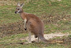 Tie Me Kangaroo Down, Sport