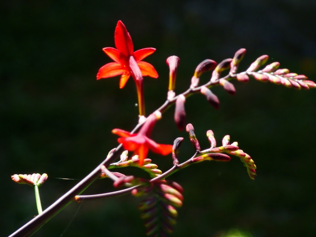 Montbretia Opening.