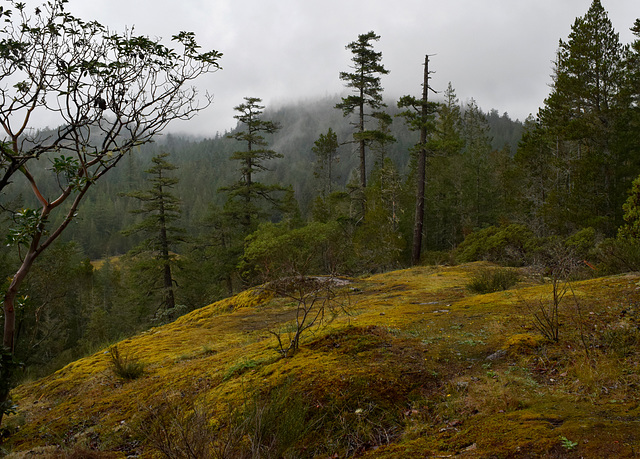 Sooke Rain