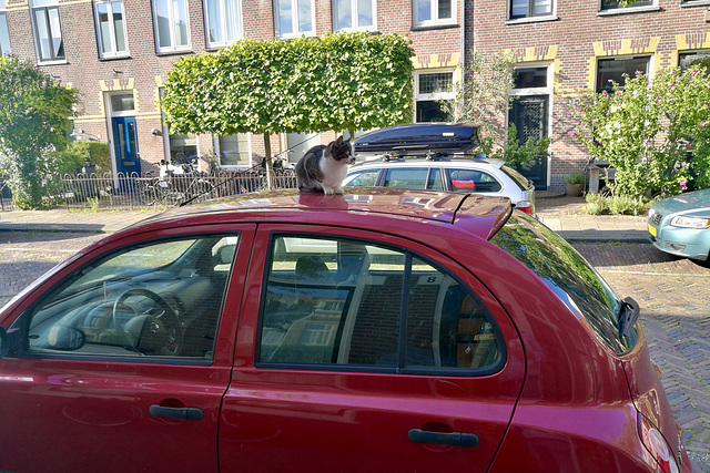 Cat on a car