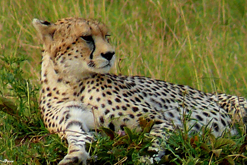 Guépard