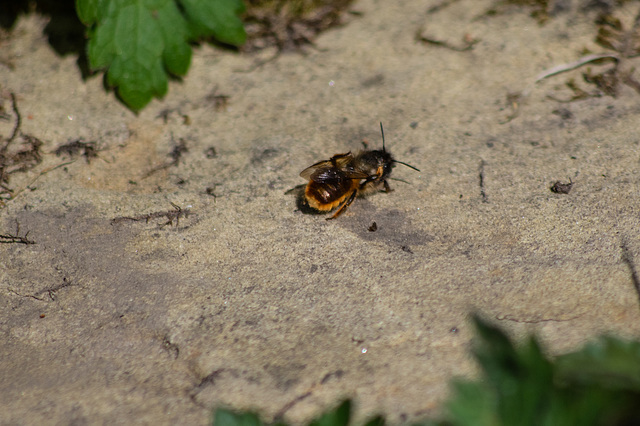 Red Mason Bee