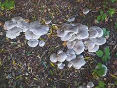 Clouded Agarics?