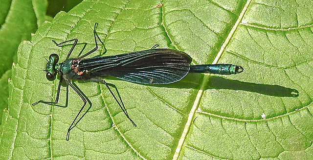 20210613 0858CPw [D~LIP] Blauflügel Prachtlibelle, UWZ, Bad Salzuflen