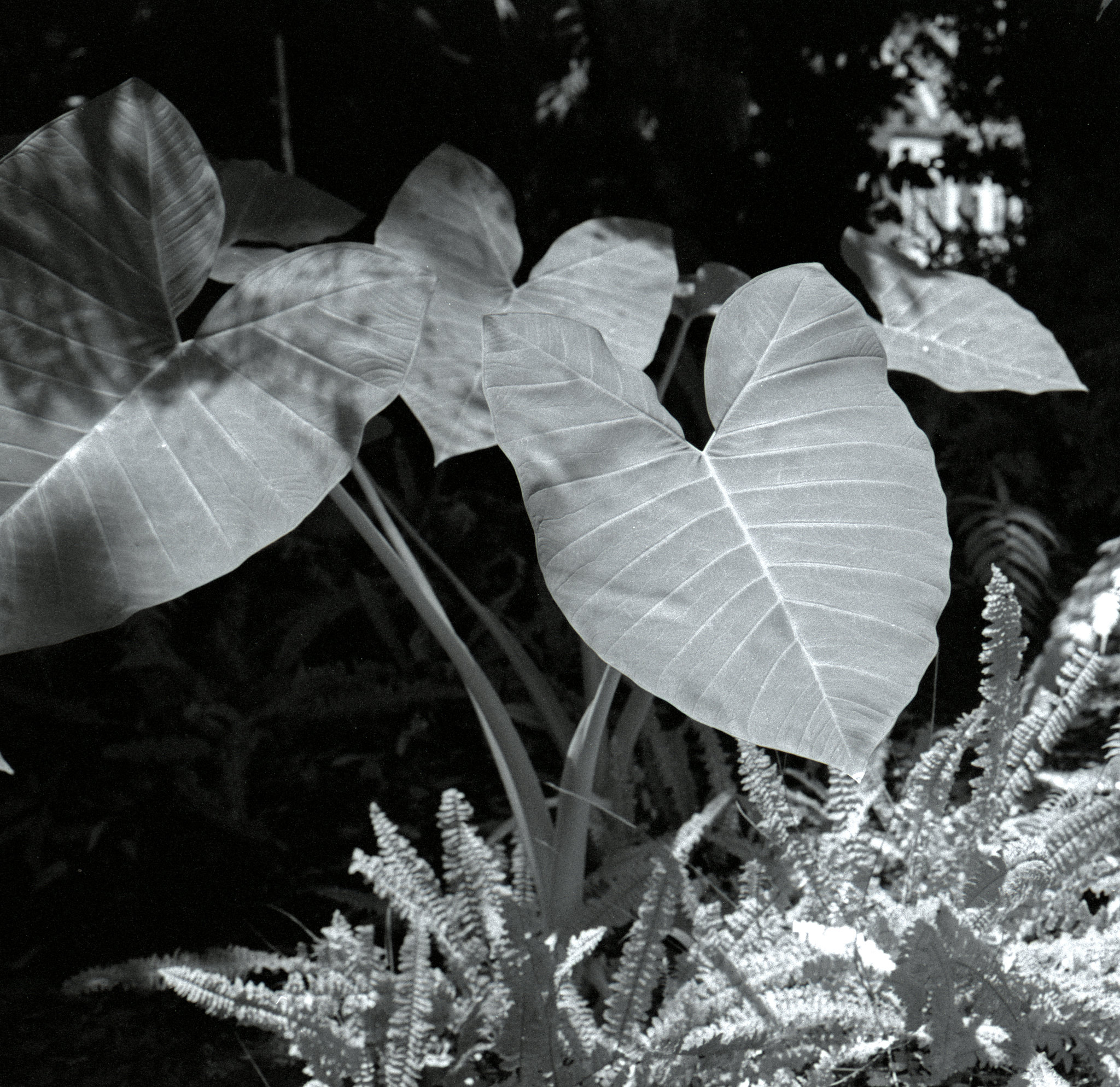 L.A. County Arboretum (1)