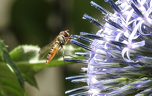 20230716 2022CPw [D~LIP] Kugeldistel (Echinops banaticus), Hainschwebfliege, Bad Salzuflen
