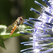 20230716 2022CPw [D~LIP] Kugeldistel (Echinops banaticus), Hainschwebfliege, Bad Salzuflen