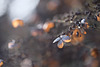 DSCF2959