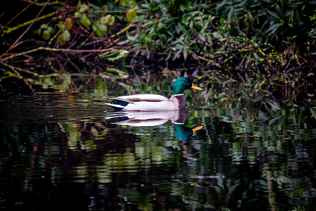 Mallard