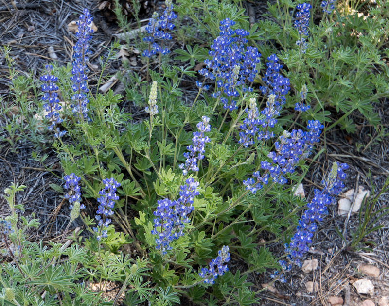 Blue lupine