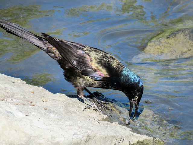 Common Grackle with a tiny fish