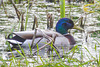 Drake mallard on the pond - the wife is nesting nearby