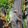 Fledgling House Sparrow   /   July 2020