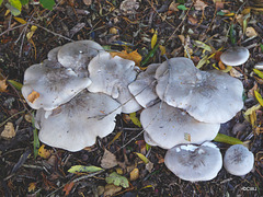 Clouded Agarics?