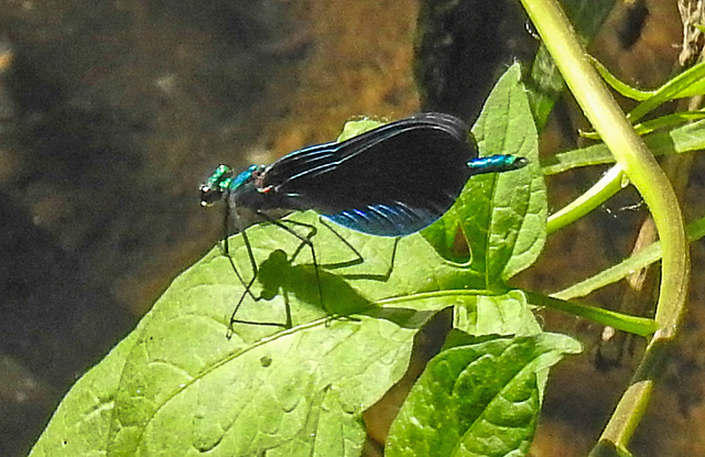 20210613 0864CPw [D~LIP] Blauflügel Prachtlibelle, UWZ, Bad Salzuflen