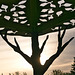 pergola detail after sunrise