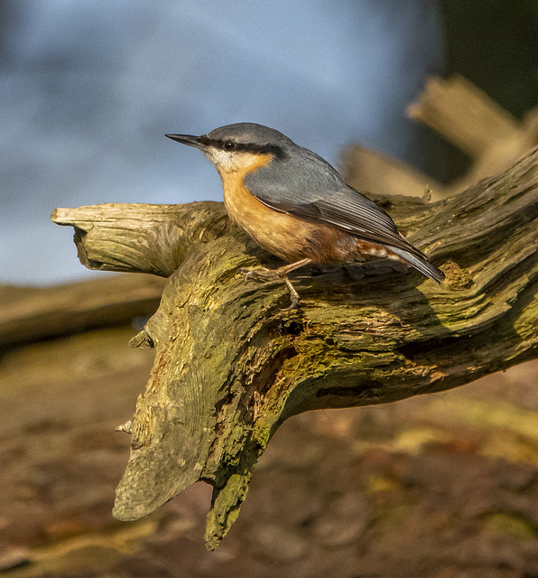 Nuthatch