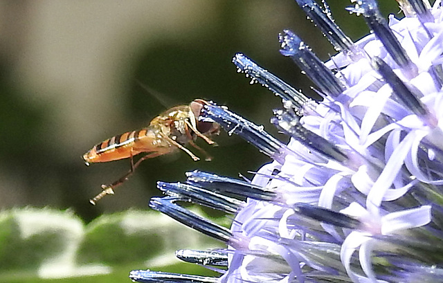 20230716 2023CPw [D~LIP] Kugeldistel (Echinops banaticus), Hainschwebfliege, Bad Salzuflen