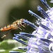 20230716 2023CPw [D~LIP] Kugeldistel (Echinops banaticus), Hainschwebfliege, Bad Salzuflen