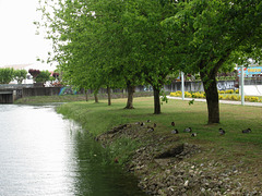 Ducks on the riverside.