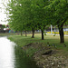 Ducks on the riverside.