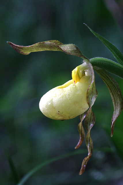 Columbia Hybrid Lady's Slipper