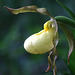 Columbia Hybrid Lady's Slipper