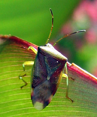Birch Shield Bug (Elasmostethus interstinctus)