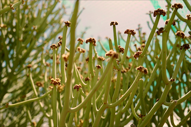 Euphorbia Kamponii, flowers