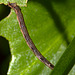 Caterpillar IMG_1159