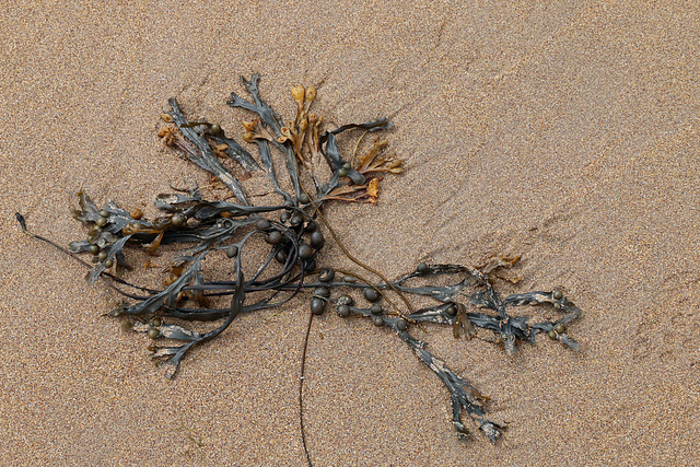 Seaweed (Explored)