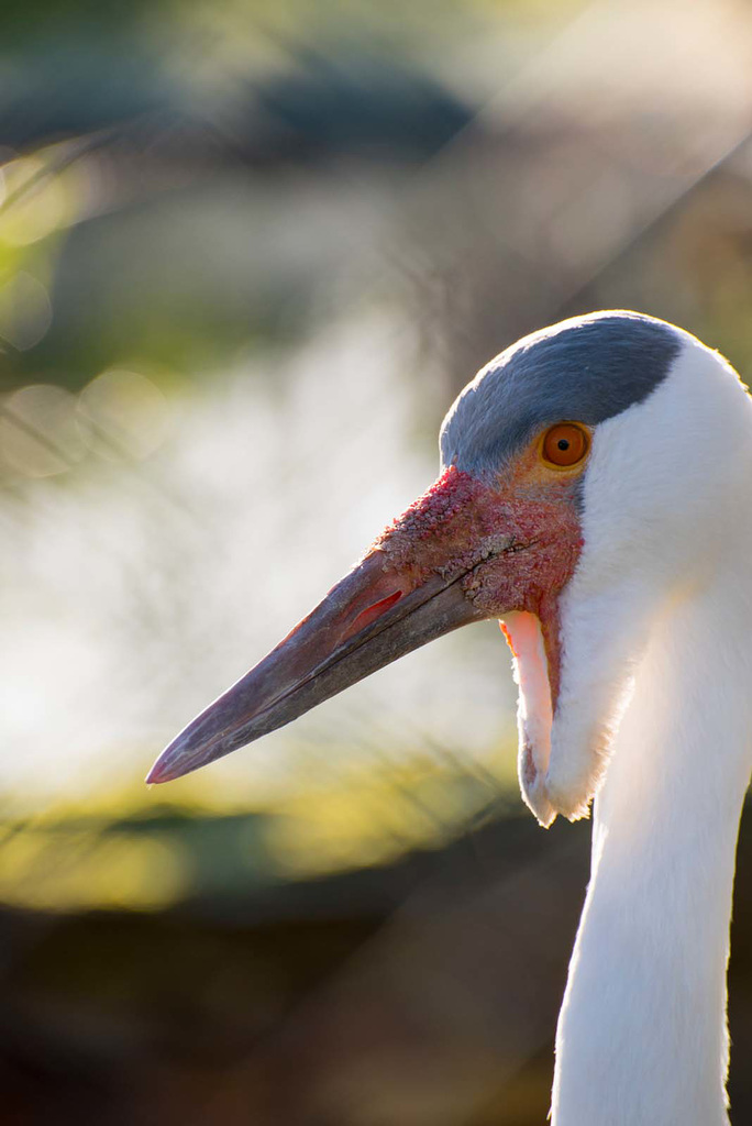 Crane close up