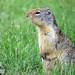 Columbian Ground Squirrel / Urocitellus columbianus