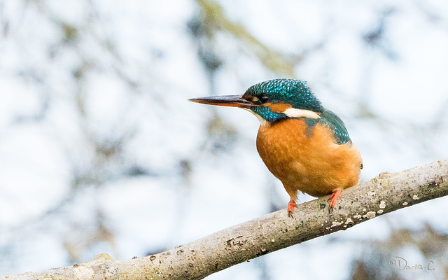 Kingfisher