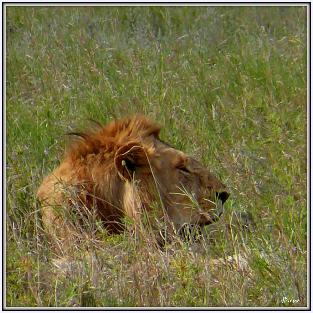 Lion au repos