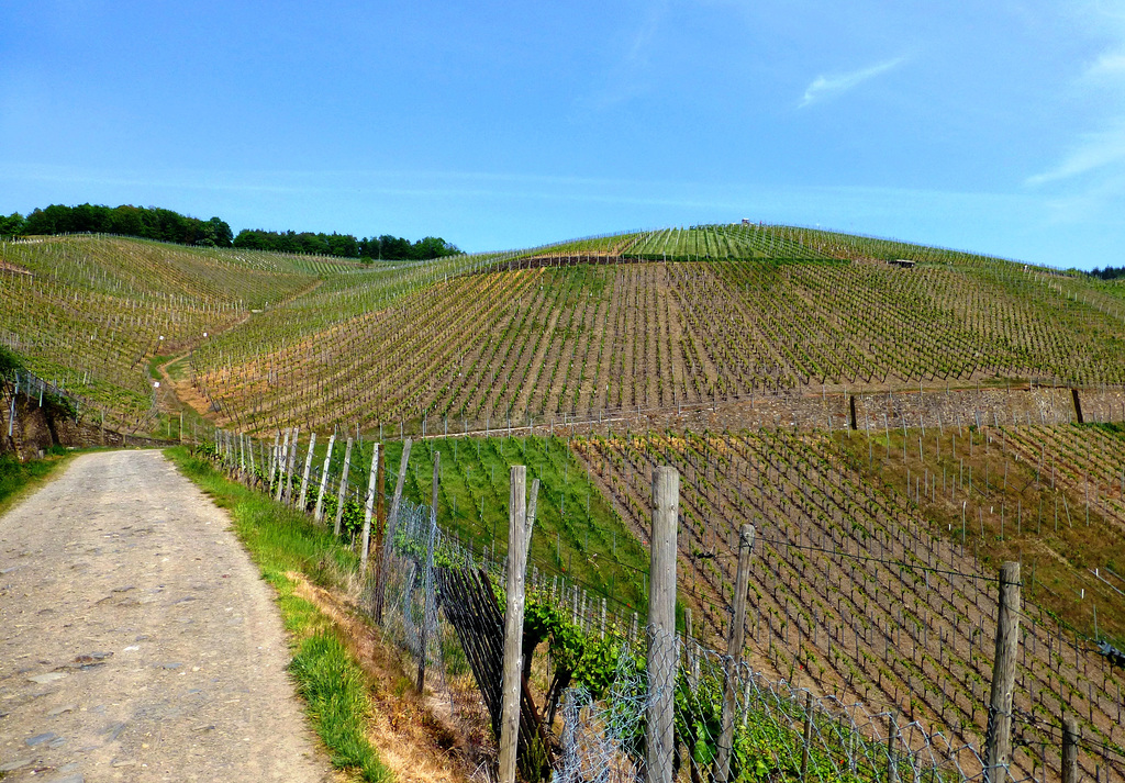 DE - Dernau - Auf dem Rotweinwanderweg