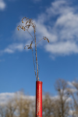 Strauch im Rohr