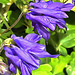 columbine, as if painted