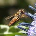 20230716 2026CPw [D~LIP] Kugeldistel (Echinops banaticus), Hainschwebfliege, Bad Salzuflen