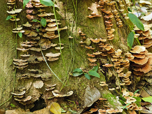 Fungi on our hike to the Oilbirds