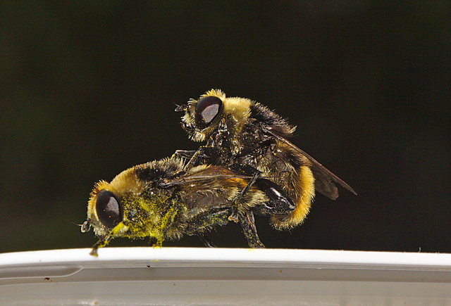 Hoverflies IMG_1232