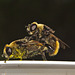 Hoverflies IMG_1232