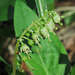One-sided Wintergreen / Orthilia secunda