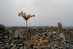 Daucus carota