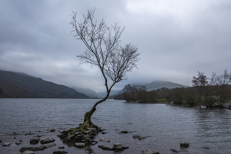 Lone tree Lake Padarn