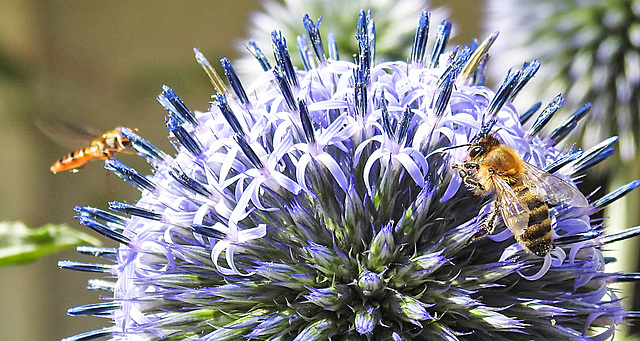 20230716 2029CPw [D~LIP] Kugeldistel (Echinops banaticus), Hainschwebfliege, Honigbiene, Bad Salzuflen