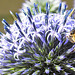 20230716 2029CPw [D~LIP] Kugeldistel (Echinops banaticus), Hainschwebfliege, Honigbiene, Bad Salzuflen