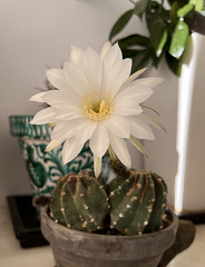Echinopsis multiplex