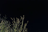 Penedos, Night and Darkness